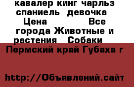  кавалер кинг чарльз спаниель -девочка › Цена ­ 45 000 - Все города Животные и растения » Собаки   . Пермский край,Губаха г.